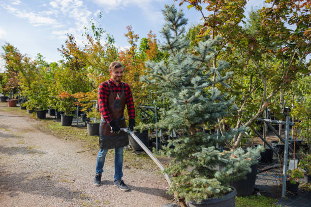 Trusted Lake Shore, MN Tree Removal and Landscaping Services Experts